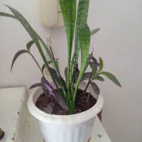 گل طبیعی زیبا