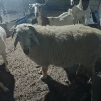 بره ماده دوتایی