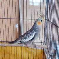 عروس پاریس نر