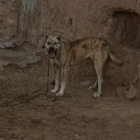 معاوضه ندارم