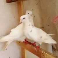 کبوتر زینتی و پروازی