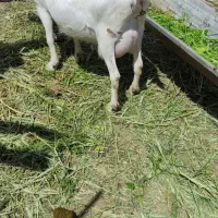 بز سانن اصل