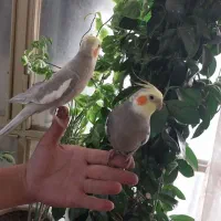 جفت عروس هلندی رام شهرستان رابر