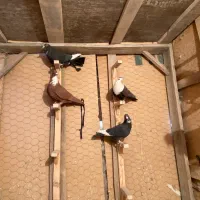 ماده پلنگ،ریشکنده،نرسوراخ گلی زردرسمی،کربلایی،مخمل