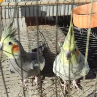 عروس هلندی نر و ماده