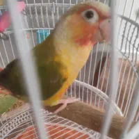 جفت گرینجیک قرمزی بالا