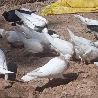 انواع کفتر معاوضه با لوبیا|پرنده|خانمیرزا, |دیوار