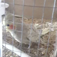 عروس هلندی|پرنده|بروجرد, |دیوار