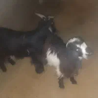 بزچاق‌فروشی