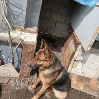 فروش سگ ژرمن