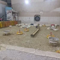 دوستان دنبال یه شاگرد برای مرغ فروشی