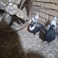 منطقه باوی|پرنده|باوی, |دیوار