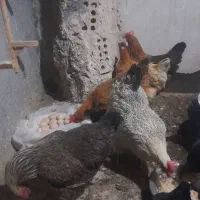 پنچ دانه مرغ تخم گذار    چاق