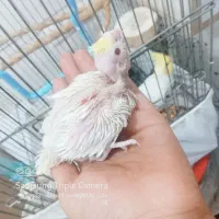 جوجه عروس هلندی چشم شرابی اصل لوتینو