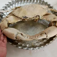 بادکنکی|کلکسیون اشیاء عتیقه|اصفهان, سرچشمه|دیوار