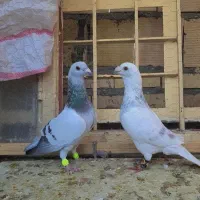 کفتر سار اوقون عتیقه