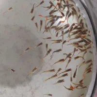 ماهی گوپی|ماهی|تهران, بهداشت|دیوار