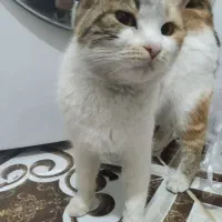 گربه|گربه|تایباد, |دیوار