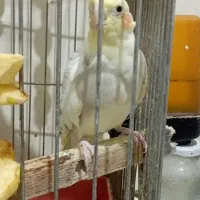 عروس هلندی لوتینو|پرنده|پردیس, فاز ۱۱|دیوار