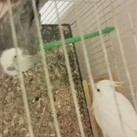 جفت عروس هلندی و کوتوله|پرنده|مشهد, شهید احمدی روشن|دیوار