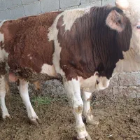 گوساله نر سیمینتال