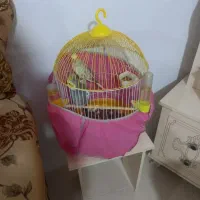 دوتا عروس هلندی نر و ماده