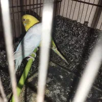 عروس هلندی مرغ عشق|پرنده|شراء, |دیوار