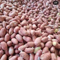 مغز بادام زمینی|عمده‌فروشی|آستانه اشرفیه, |دیوار