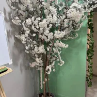 درخت ساکورا (شکوفه گیلاس) با چوب طبیعی