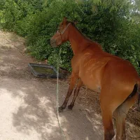 یک عدد مادیون