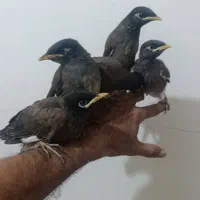 جوجه مینا سرلاکی و دونه خور کاملا  دستی
