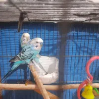 یک جفت مرغ عشق با دو جوجه