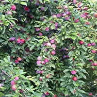 باغ میوه وآب|فروش زمین و ملک کلنگی|نیشابور, هفده شهریور|دیوار