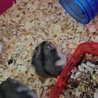 همستر رایگان|موش و خرگوش|قزوین, |دیوار