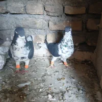 یک جفت ساده سیاه