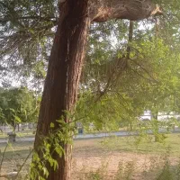قطع درخت