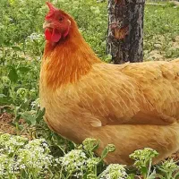 هفت عدد مرغ محلی