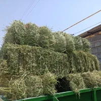 یونجه|لوازم جانبی حیوانات|کرمانشاه, |دیوار