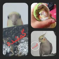 عروس هلندی گمشده در درخشانیه