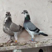 کبوتر|پرنده|شیراز, رحمت‌آباد|دیوار