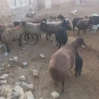 گوسفند زنده‌ ۱۱راس