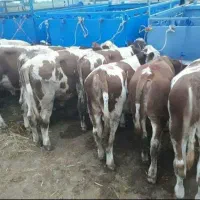 فروش گوساله های نمونه