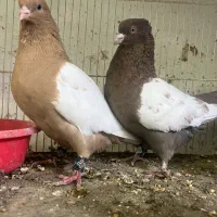 کبوتر سینه و دم سفید