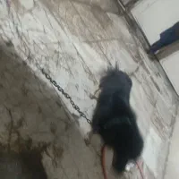 چهارمیلیون|سگ|ایرانشهر, |دیوار