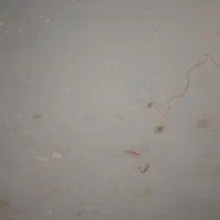 آینه|آینه|شهرکرد, |دیوار