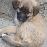 سگ گله ای نژاد سرابی