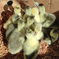 جوجه قوغاز و غاز