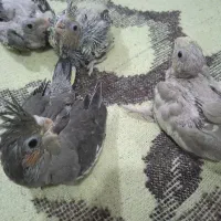 جوجه عروس هلندی|پرنده|بندر کنگان, |دیوار