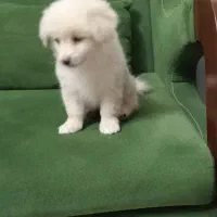 سگ پامراشپیتز|سگ|نیریز, |دیوار