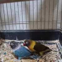 طوطی برزیلی